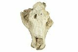 Partial Oreodont (Merycoidodon) Upper Skull - South Dakota #270136-3